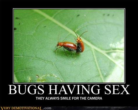 Bugs Having Sex Very Demotivational Demotivational Posters Very