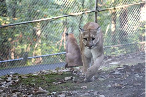 Creature Feature Learn All About The Lone Mountain Lion Remaining At