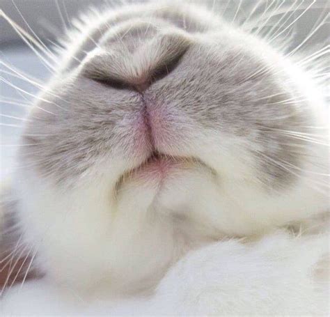 Bunny Nose Rabbit Pet Animal Cute With Images Cute Animals