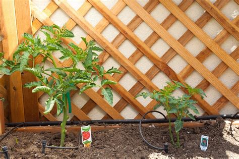 Top 10 Value Veggies To Plant Diy Network Blog Made