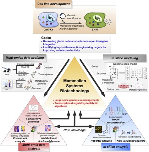 Amino acid metabolism was used as a marker of metabolic interrelationships between neural cell types. Mammalian Systems Biotechnology Reveals Global Cellular ...