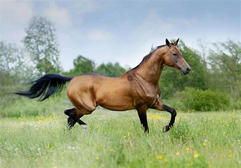 5 Of The Oldest Horse Breeds In The World