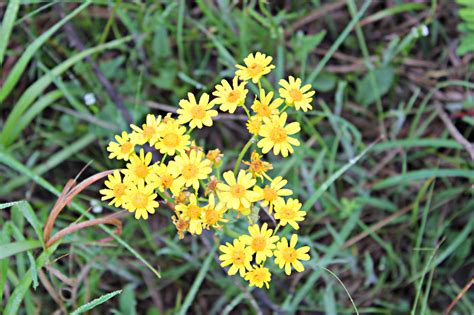 Alabama Wildflowers Yellow Best Flower Site