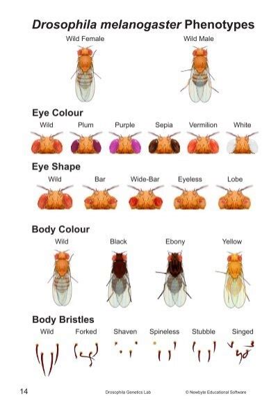 Drosophila Phenotypes