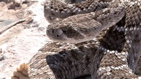 Most Venomous Snakes In Arizona Stay Safe On Your Adventures