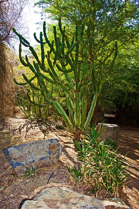 Cactus In Living Desert Zoo And Gardens In Palm Desert California