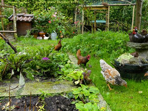 Check spelling or type a new query. Mein Hühner-Garten - Ein Garten für Hühner - Sebrights und ...