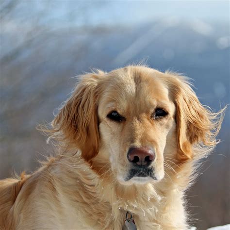Golden retrievers are very sweet, patient, gentle, and excellent with children. Golden Retriever Rescue Vermont | PETSIDI