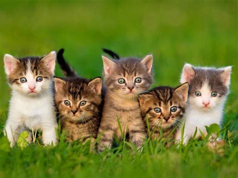 A l'occasion de la journée internationale du chat, le 8 août, nous partageons avec vous nos gifs de chats préférés de tous les temps. palmarès des 20 chatons les plus mignons, qu'en pensez ...