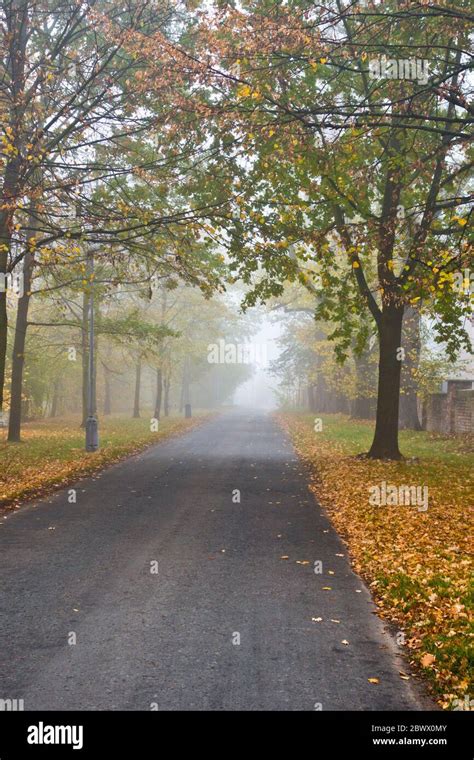 Road Flanked By Trees In A Foggy Autumn Morning Stock Photo Alamy