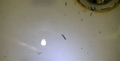 Tiny Black Worm Like Bugs In House | Tiny House