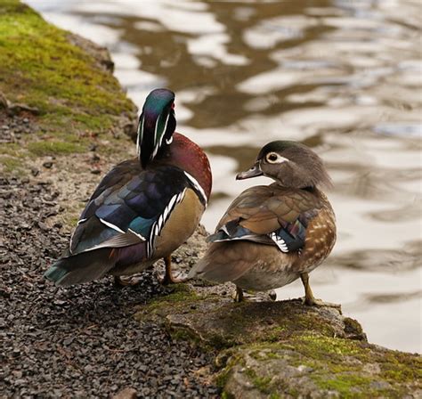 Wood Duck Mates Wood Ducks At Crystal Springs Rhododendron Flickr
