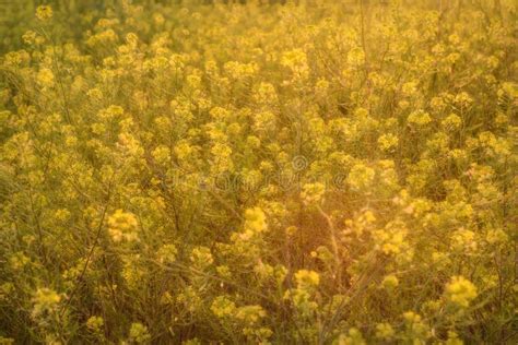Wild Flowers Yellow Meadow Stock Photo Image Of Plant 73467576