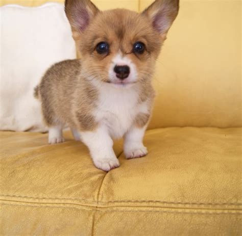 Pembroke welsh corgi puppies for sale in virginiaselect a breed. Pembroke Welsh Corgi puppy dog for sale in altavista, Virginia