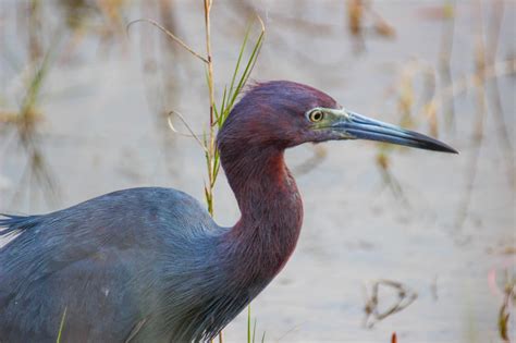 Cannundrums Little Blue Heron