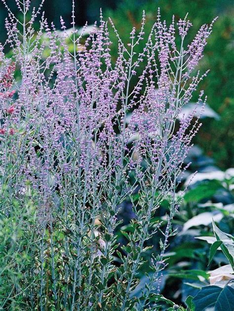 We did not find results for: 14 Drought-Tolerant Perennials That Will Look Good, Even ...