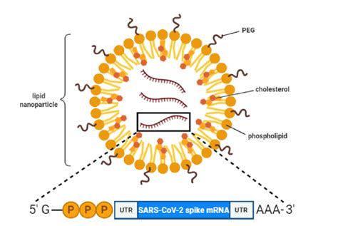 Mrna vaccines have been delivered in various formats: 科学网—RNA疫苗技术的优势和广泛的应用前景 - 严家新的博文