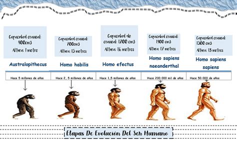 Linea De Tiempo De Etapas De EvoluciÓn Del Ser Humano Esquemas Y