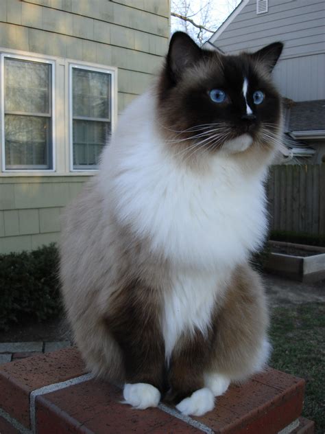 Eye colors of ginger cats. Ragdoll Cat Blue Eyes | Learn more about Charlie here: www ...