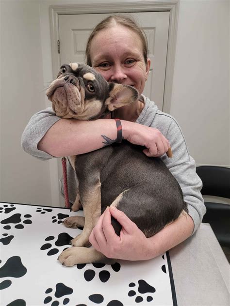 Purebred Companions - French Bulldog Puppies for Sale in Douglasville