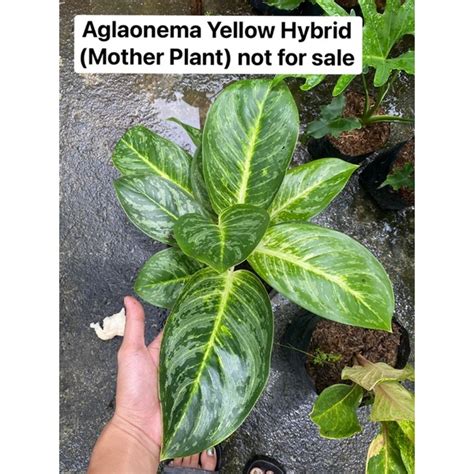 Home Indoor Aglaonema Yellow Hybrid Luzon Only Shopee Philippines