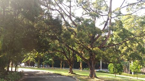 Maybe you would like to learn more about one of these? FRIM -Forest Research Institute of Malaysia (Petaling Jaya ...