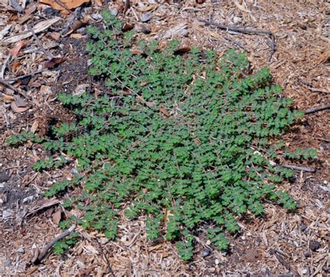 12 Weeds In North Carolina Nicollezohaib