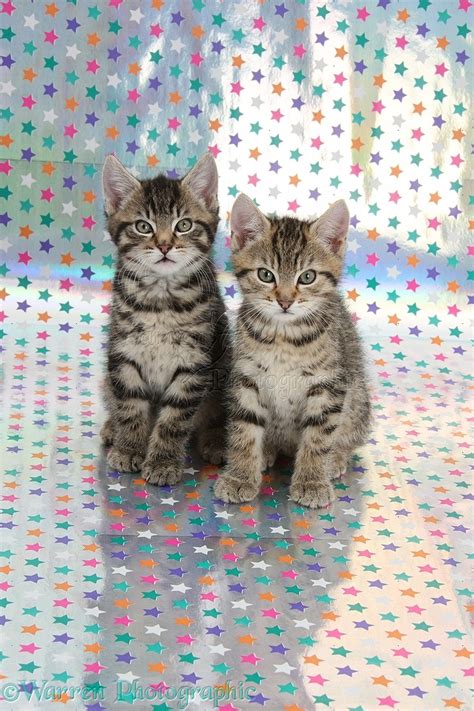 Cute Tabby Kittens Sitting On Background Photo Wp36487