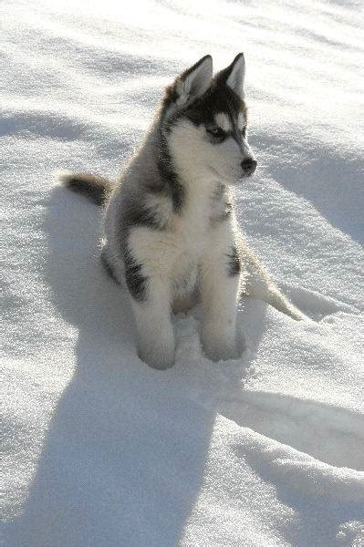 How can you take care of them in such climates? Can the Siberian Husky survive in a tropical climate like ...