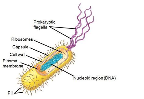 Biology 1407 > Richardson > Flashcards > Chapter 27 ...