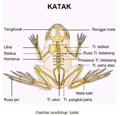 Contoh Hewan Amfibi Pengertian Ciri Klasifikasi Ordo Catatan