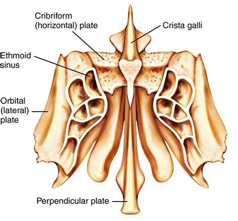 Ethmoid Bone Superior Nasal Concha