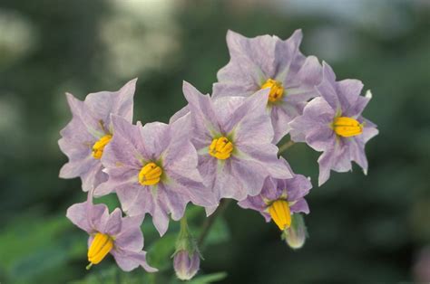 Solanaceae - Portal eFlora