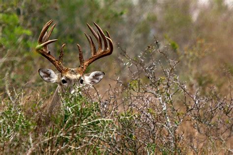 En or like, how you took our truck for free, or how you remodeled your room from a garage, and renting it for 30 bucks a month. Hunt Small Cover for Big Bucks | Grand View Outdoors