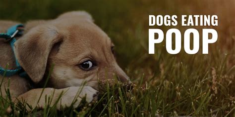 Understanding Coprophagia Why Dogs Eat Poop And How To Prevent It