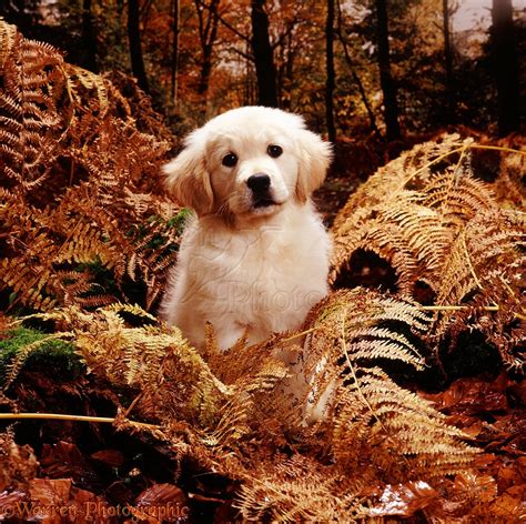 Dog Golden Retriever Puppy In Autumn Woods Photo Wp04096
