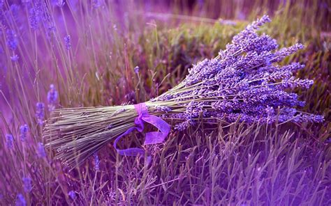 Sunset Lavender Field Wallpapers 4k Hd Sunset Lavender Field