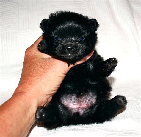 Black Pomeranians Dee Dees Pomeranians