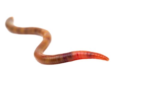 Earthworm Png Vector Psd And Clipart With Transparent Background For