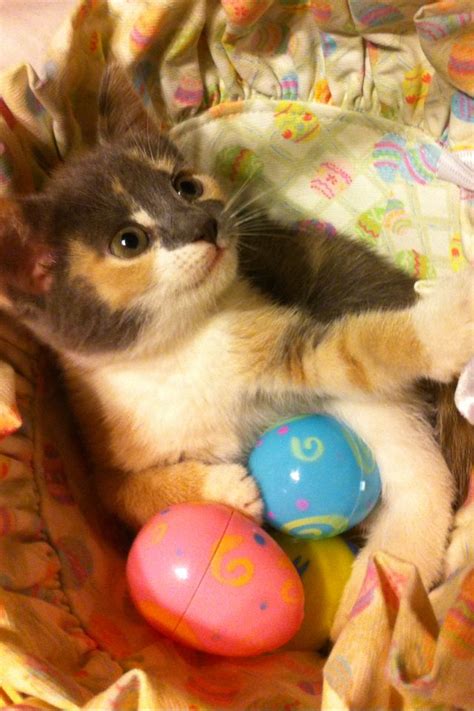 Adorable Easter Kitten Easter Cats Pretty Cats Kittens Cutest