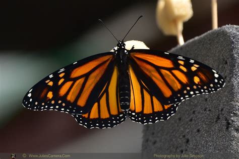 Monarch Begins Her Butterfly Life