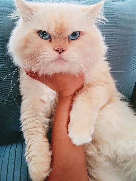 Las vegas is home to approximately 580,138 people and 219,489. Himalayan Persian Cats For Sale | Las Vegas, NV #243897
