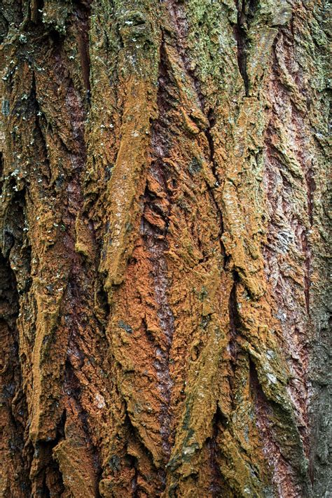 The Tree Bark In The Shape Of Vagina Free Stock Photo Libreshot