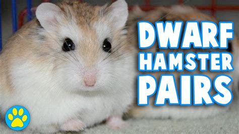 Picture Of Dwarf Hamsters Bilscreen