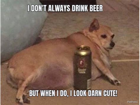 10 Funny Fat Dog Memes Page 2 Of 3 Petpress