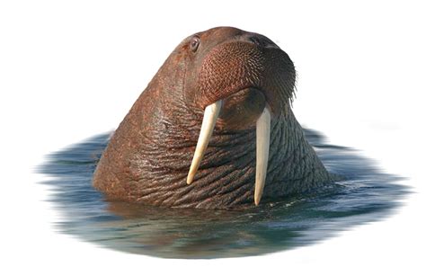 Meet The Walrus