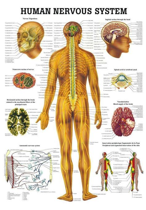 They carry information or impulses as electrical signals from one place to another in the body. Anatomy Poster Human Nervous System Laminated