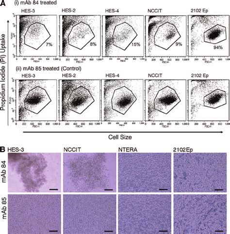 Cytotoxicity Of Mab 84 On Human Embryonic Stem Cell Hesc And