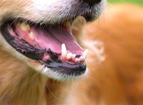 Pink Spots On Dogs Lips