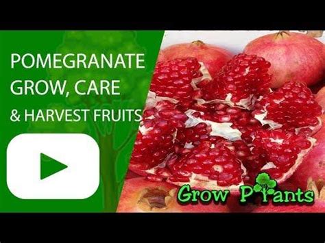 The best soils for the fruit trees are heavy loams, but they are able to tolerate a wide array of soil conditions and can even grow in clay or sandy soils. Pomegranate tree growing instruction & requirement ...
